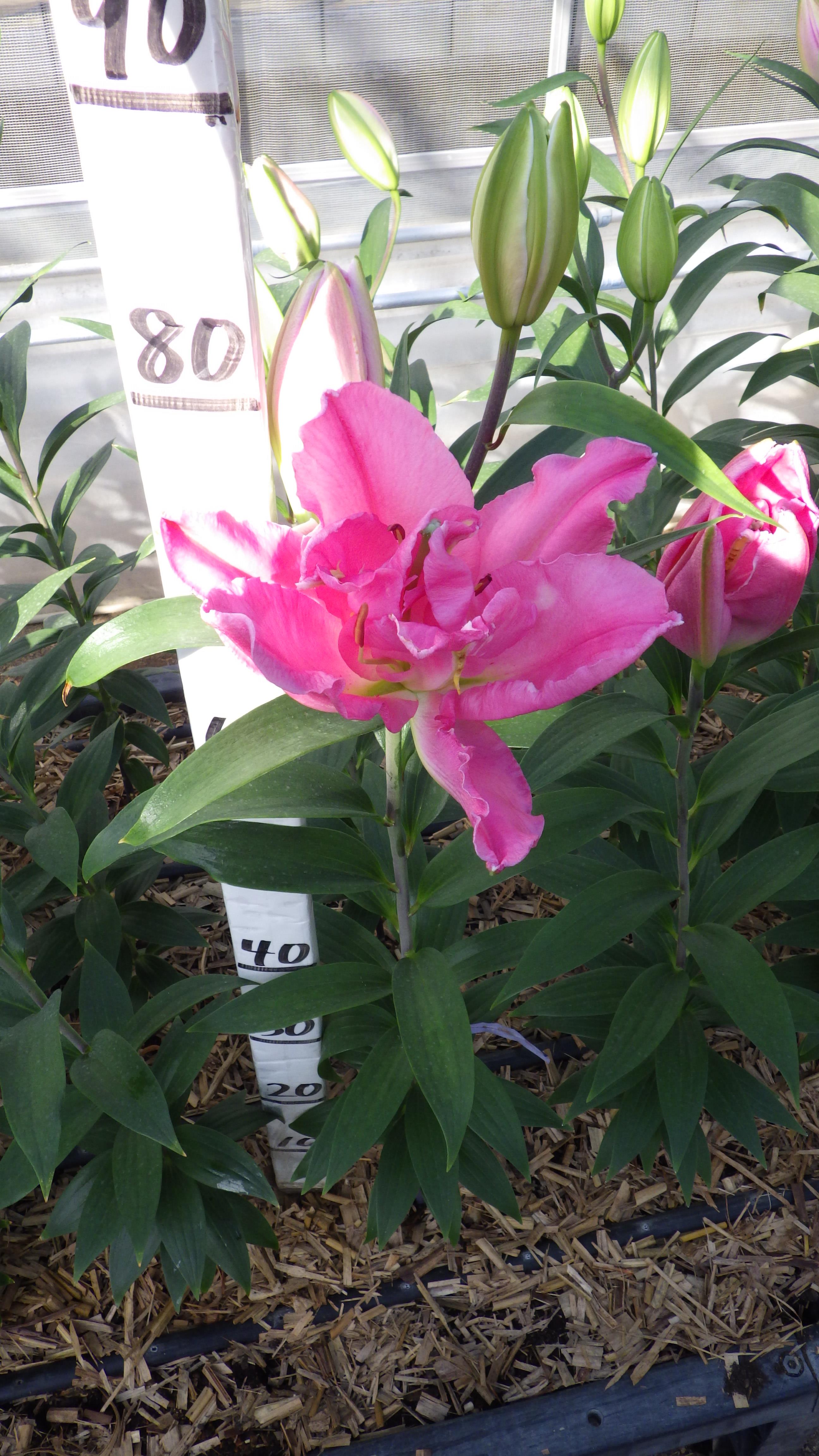 リバータッチ（花粉無し）